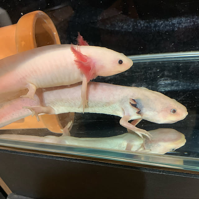 satatinさんの実例写真