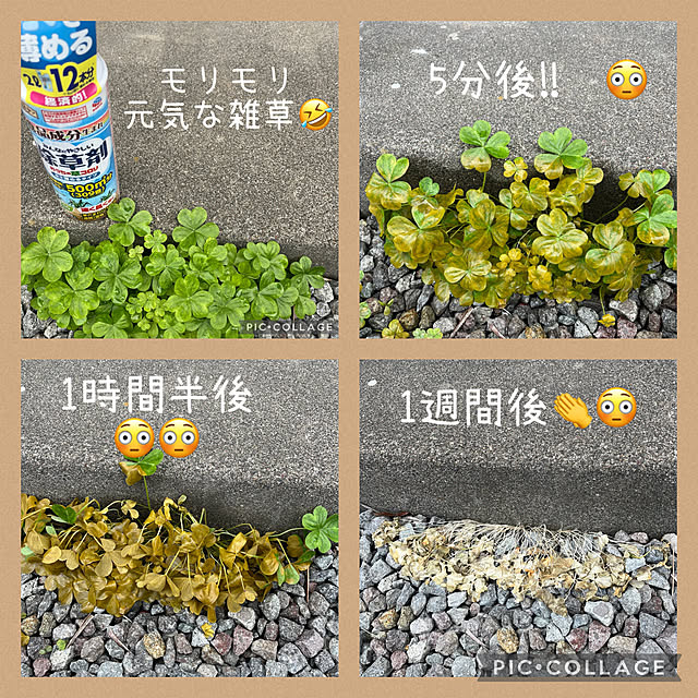 izuさんの実例写真