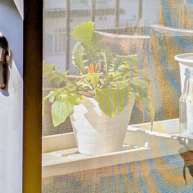 mi-saさんの部屋