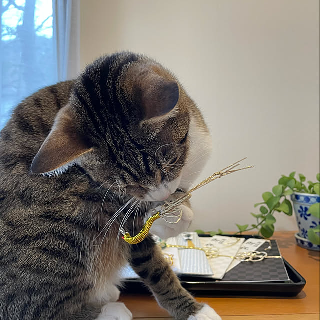 nobikoさんの実例写真