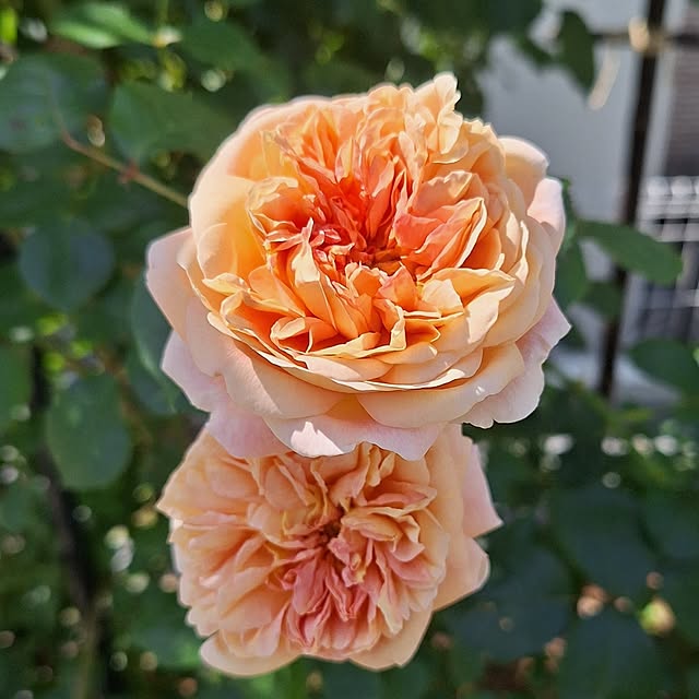 shiori.さんの部屋