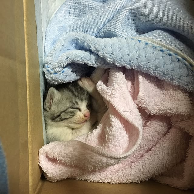 taitaiさんの実例写真