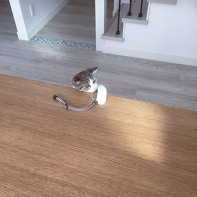 リビング/猫のインテリア実例 - 2018-10-27 22:07:02