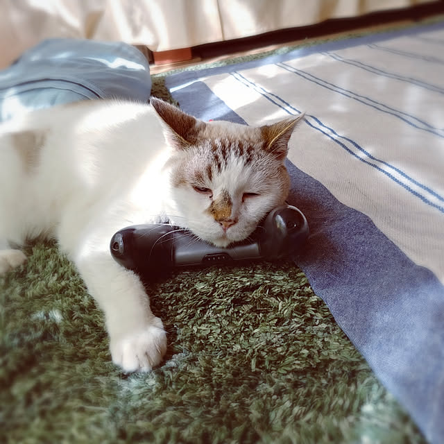 choku3さんの実例写真