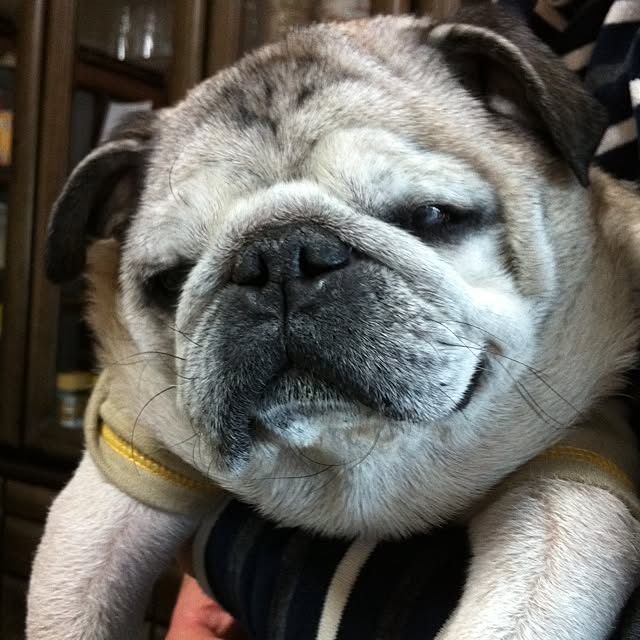 pug.fukuさんの実例写真