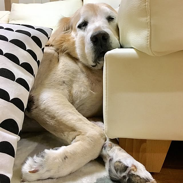 Poaluさんの実例写真