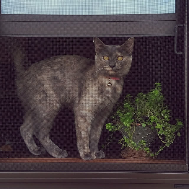 実例写真