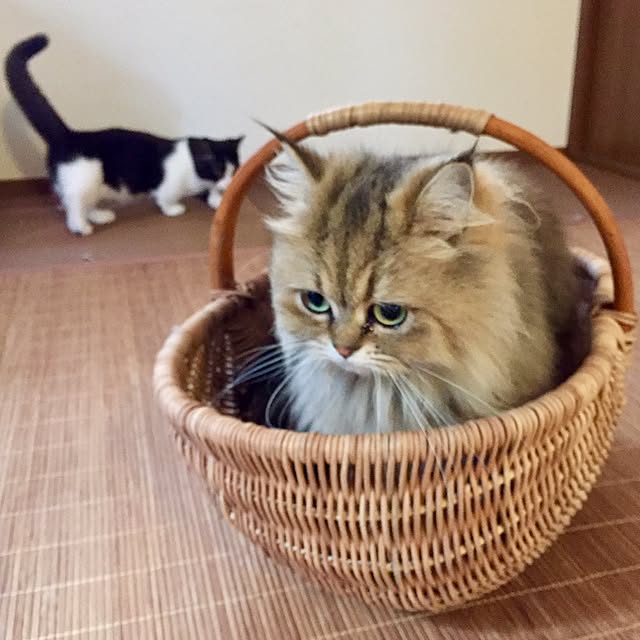 butachanさんの実例写真