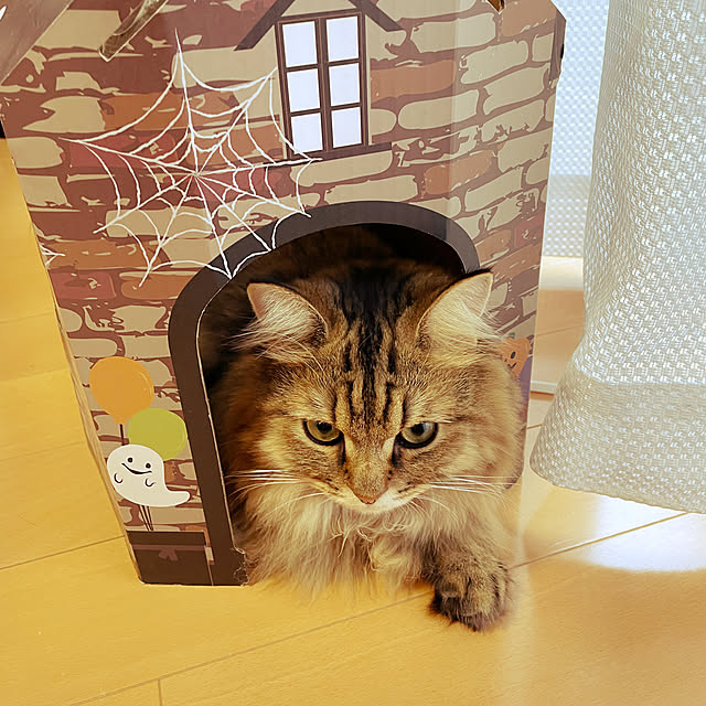 maki20101010さんの実例写真