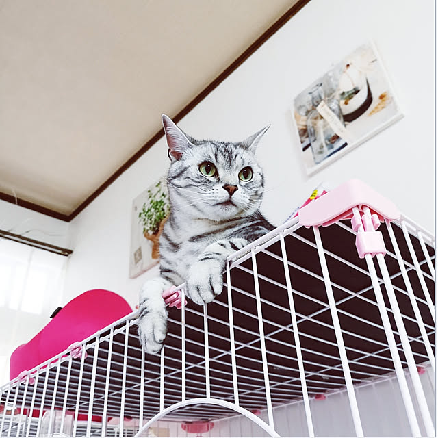 kumingさんの実例写真