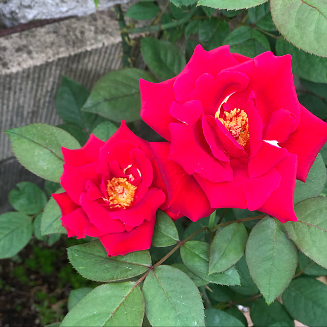 miruさんの実例写真