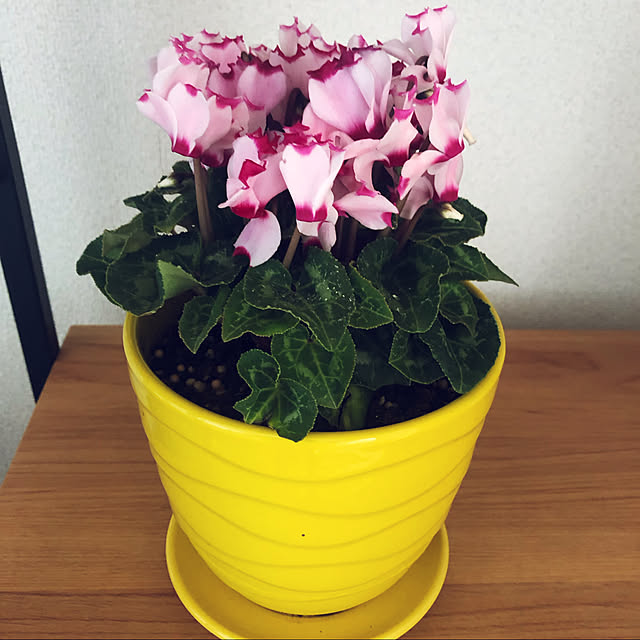 hanachanさんの実例写真