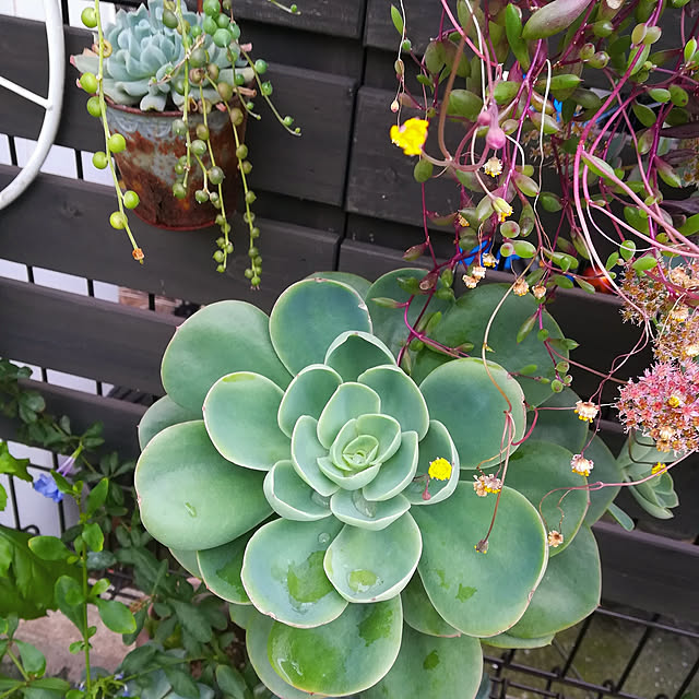 VERANDARJUNさんの実例写真