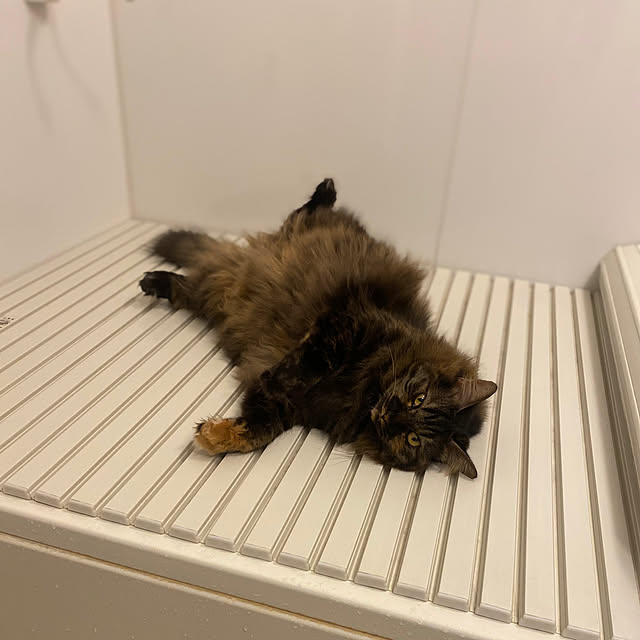 mikomaruさんの実例写真