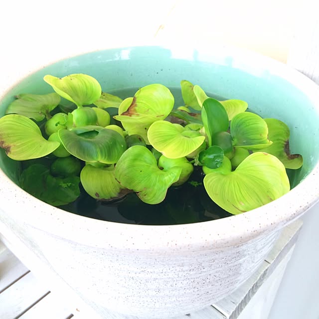 HappyRoseさんの実例写真
