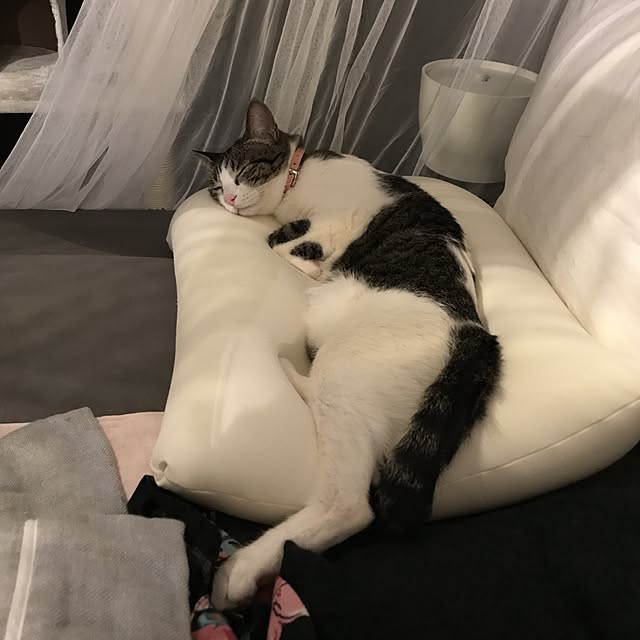Shihoさんの実例写真