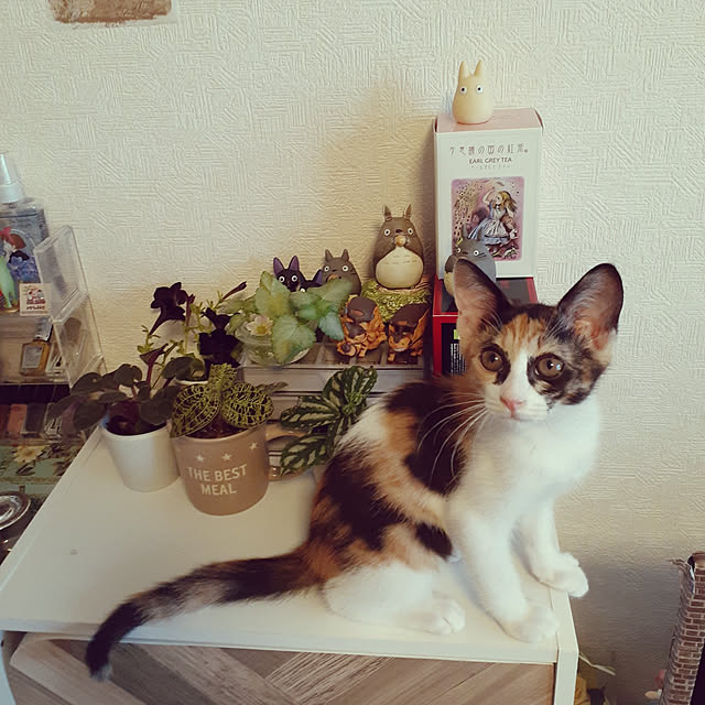 chisaviさんの実例写真