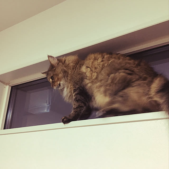壁/天井/窓/シンプルモダン/注文住宅/ねこ...などのインテリア実例 - 2017-11-09 09:57:12