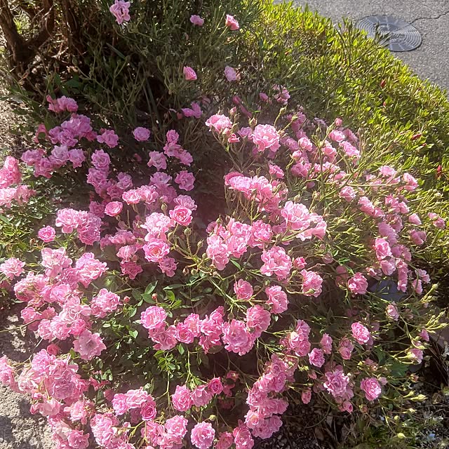 murasaki808さんの実例写真