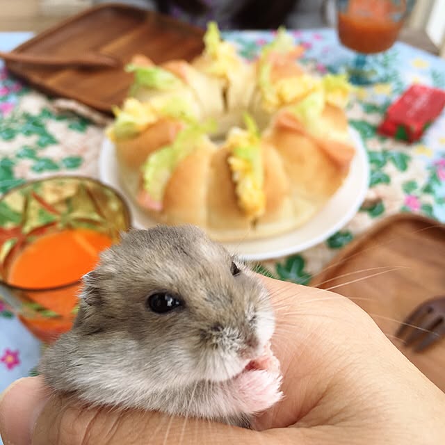 hamtaさんの実例写真