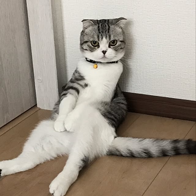 Dahliaさんの実例写真