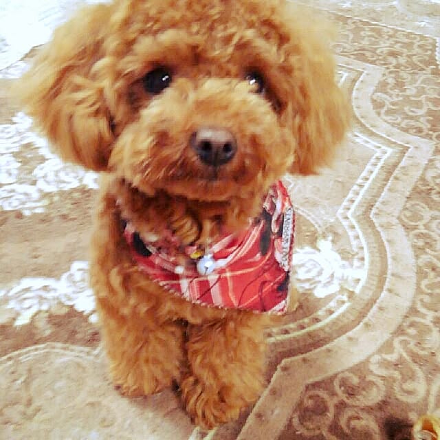 chipinoさんの実例写真