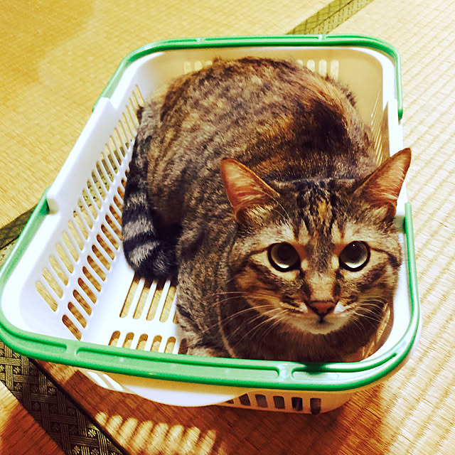 MASAさんの実例写真