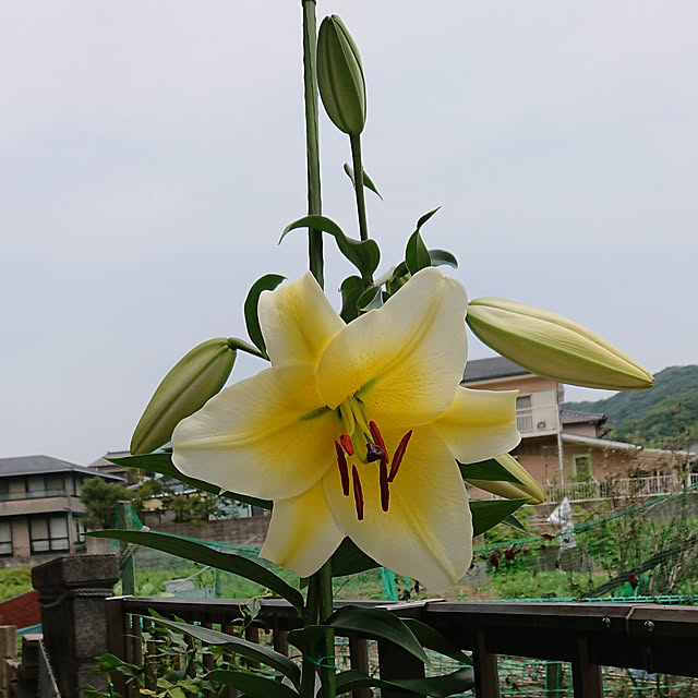 実例写真