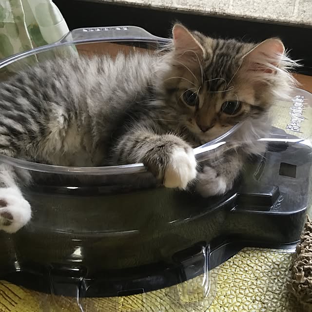 CATさんの実例写真