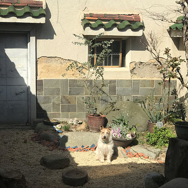 joshua.treeさんの実例写真