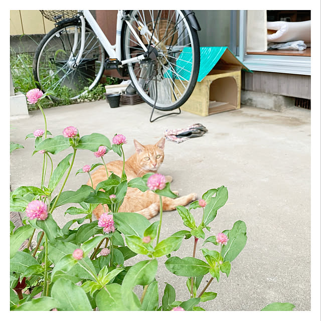 Maicoさんの実例写真