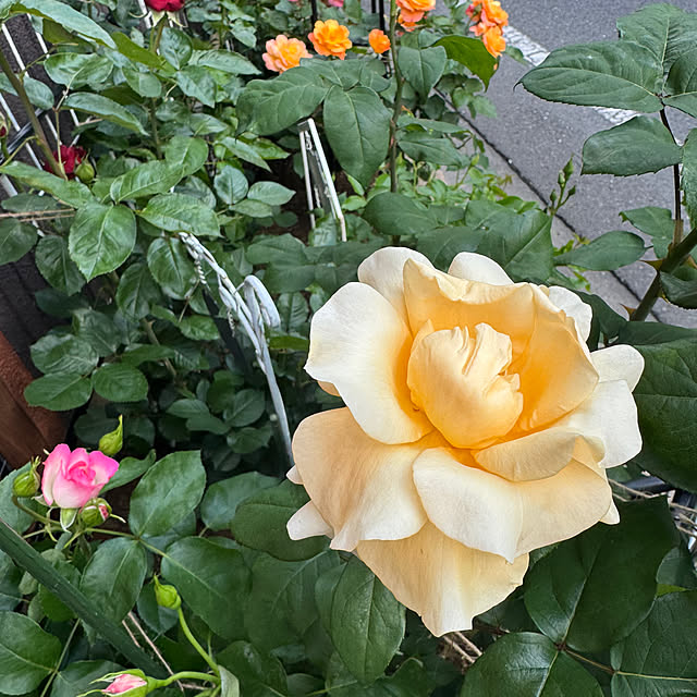 RoseLife5818さんの実例写真