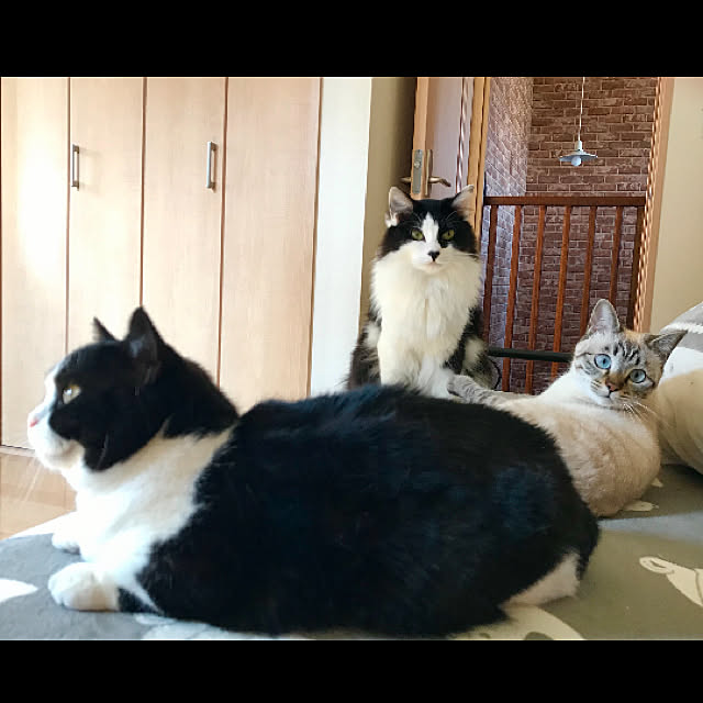 butachanさんの実例写真