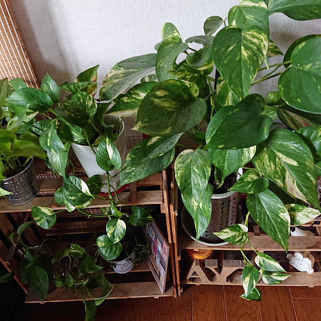 nanatomoさんの実例写真