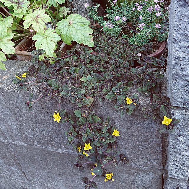 taeko0779さんの実例写真