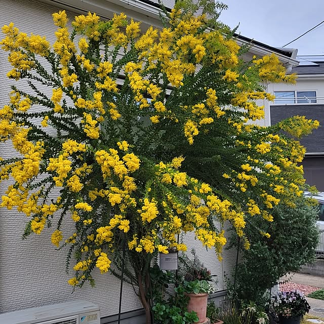 masarinn.さんの実例写真