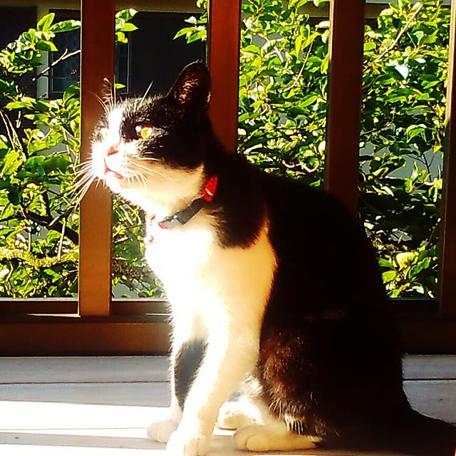 nekoandouさんの実例写真