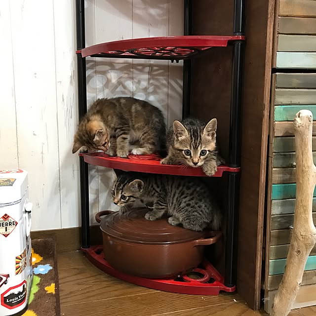 pepeさんの実例写真