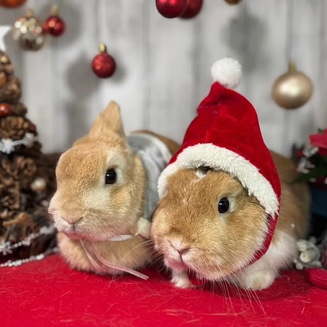 aiさんの実例写真