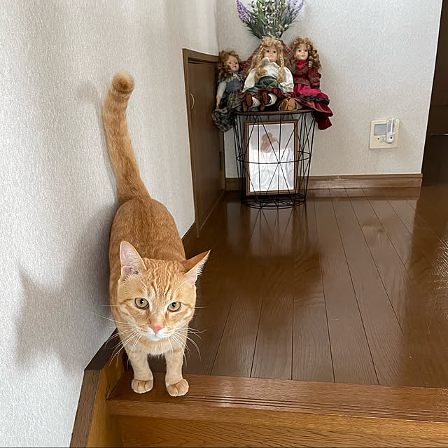 himetanさんの実例写真