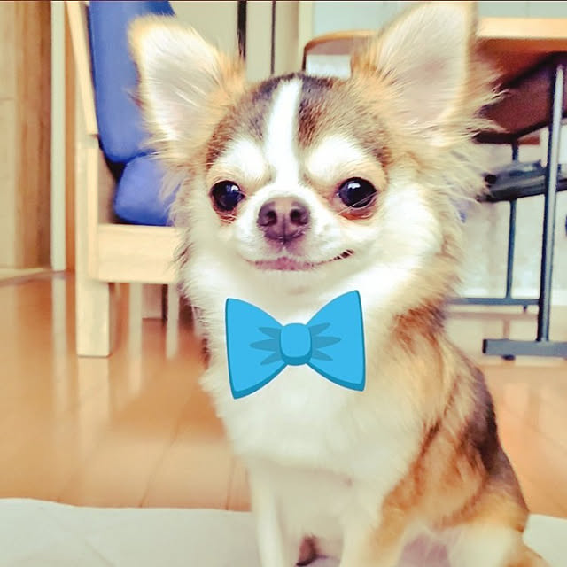 リビング/チワワ/犬/皆さんとの出逢いに感謝♡/いいね、フォロー本当に感謝です♡...などのインテリア実例 - 2022-08-30 14:33:53
