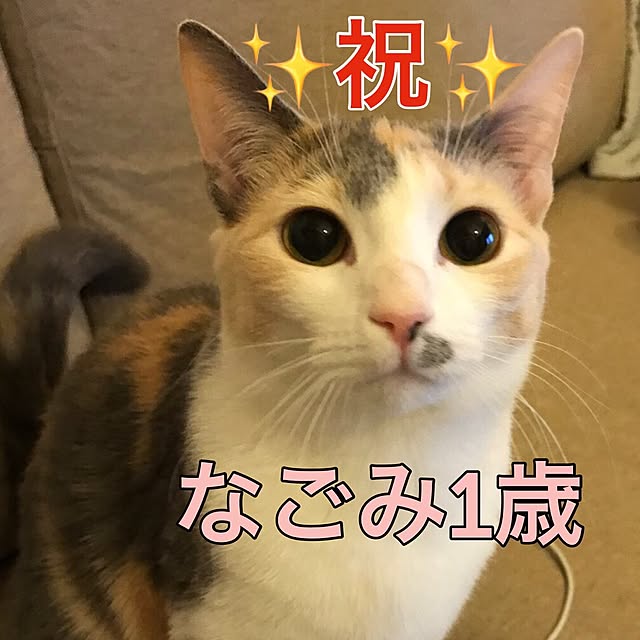 mi-mi-373さんの実例写真