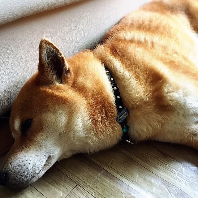moririnさんの実例写真