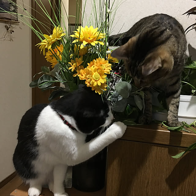 kmakkyiさんの実例写真