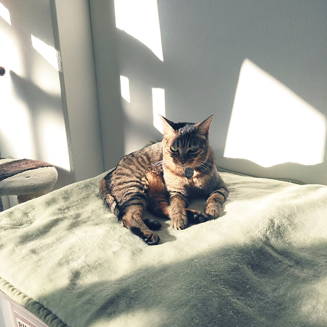 futukoさんの実例写真