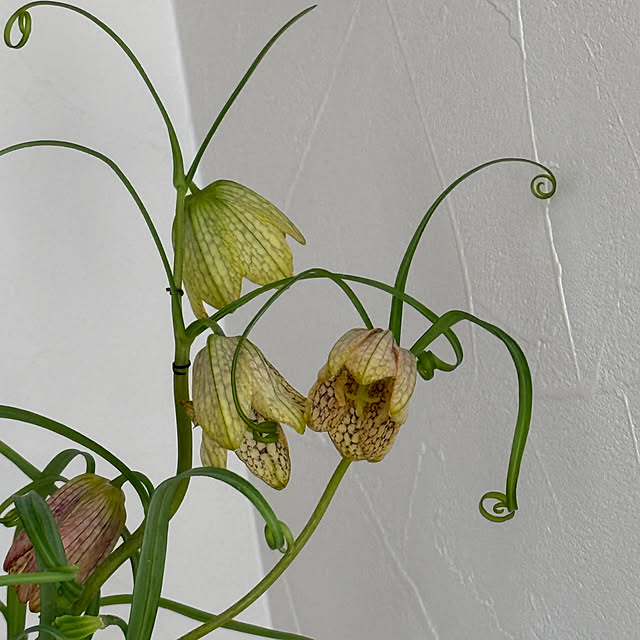 zuccoさんの部屋