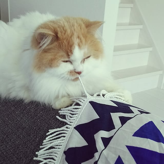 nonkoさんの実例写真