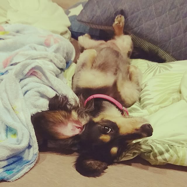 cocosorasakuさんの実例写真