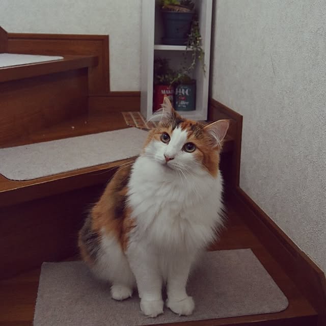 Oboro-tofuさんの実例写真
