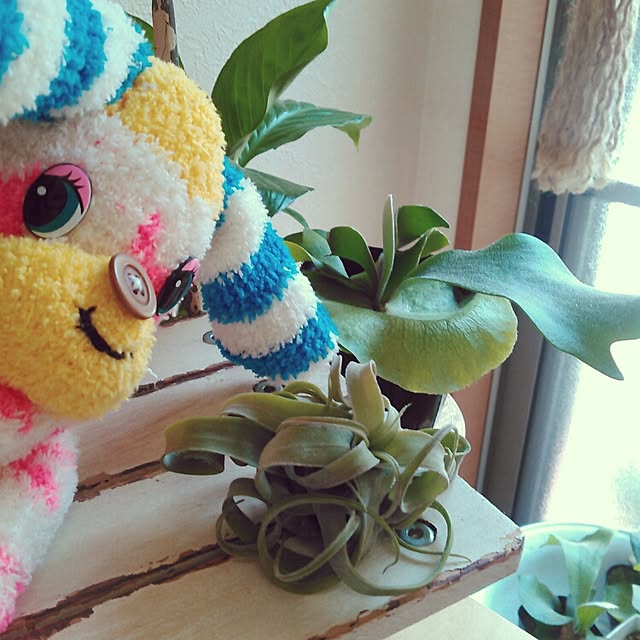 akr29さんの実例写真